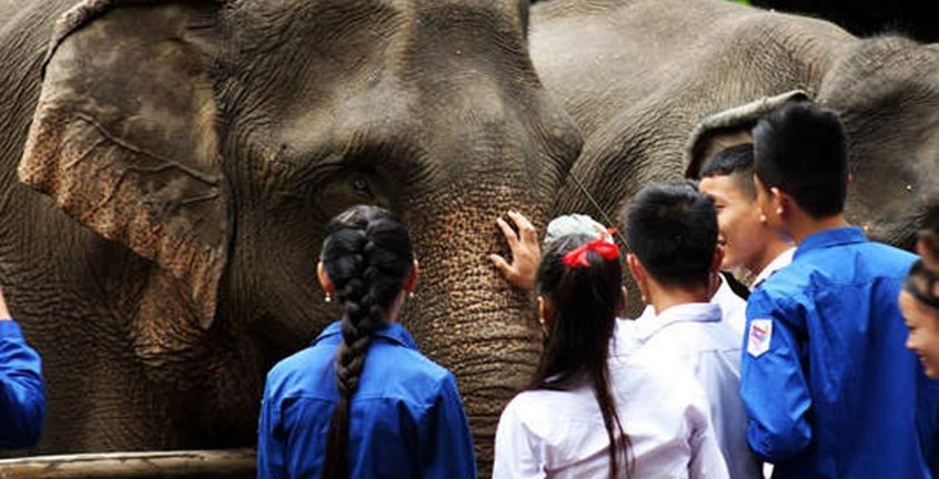 Mekong Elephant Mahout